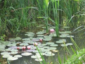 wayerlilies